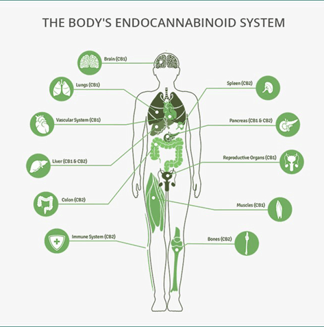 Body's Endocannabinoid System