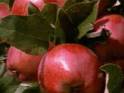fruit