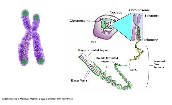 What are Telomeres