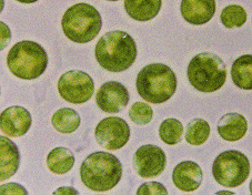 chlorella single cell algae